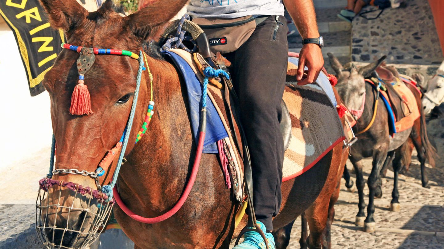Esel, Tiger, Pferde: Santorin, Griechenland: Sogenannte "Esel- und Maultier-Taxis" schleppen Touristen auf 400 Höhenmeter Santorin, Griechenland: Sogenannte "Esel- und Maultier-Taxis" schleppen Touristen auf 400 Höhenmeter