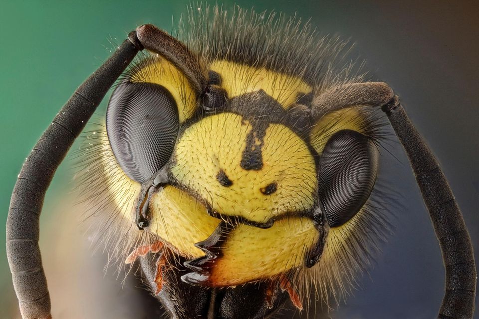 Die Deutsche Wespe ist neben der Gemeinen Wespe die häufigste Wespenart Mitteleuropas. Zu erkennen ist sie an den drei schwarzen Punkten auf ihrem Kopf