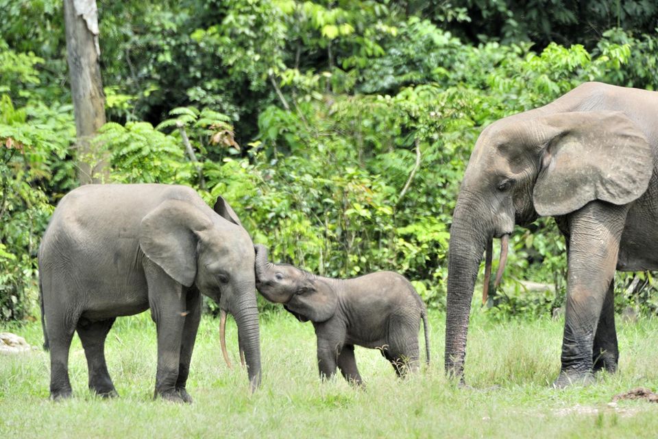 Waldelefanten-Familie im Dzanga-Sangha Tropenwald-Reservat der Zentralafrikanischen Republik