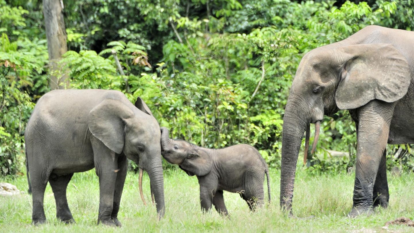 Waldelefanten-Familie im Dzanga-Sangha Tropenwald-Reservat der Zentralafrikanischen Republik