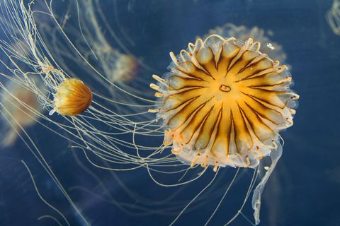 Kompassquallen im Wasser