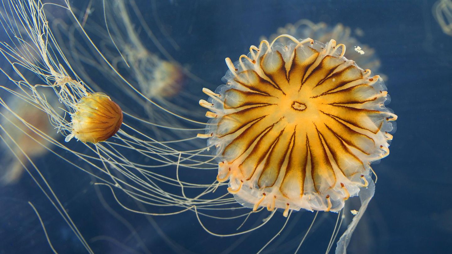 Kompassquallen im Wasser Kompassquallen im Wasser