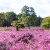 Heideblüte in der Lüneburger Heide
