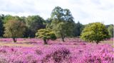 Heideblüte in der Lüneburger Heide