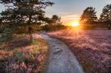 Heischnuckenweg in der Lüneburger Heide bei Sonnenuntergang