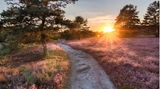 Heischnuckenweg in der Lüneburger Heide bei Sonnenuntergang