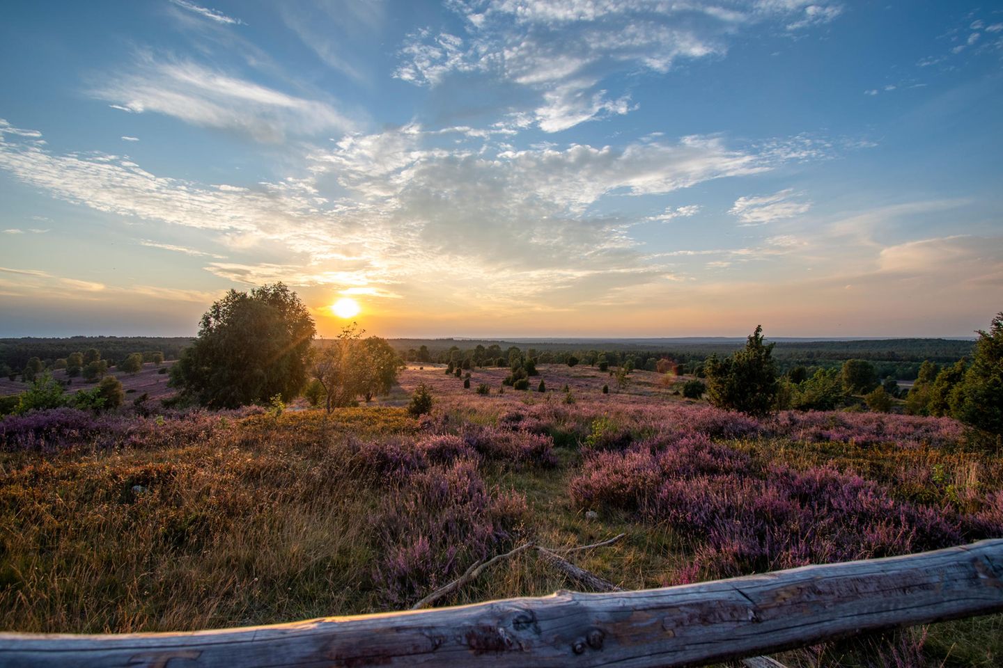 Heideblüte in der Lüneburger Heide bei Sonnenuntergang