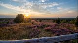 Heideblüte in der Lüneburger Heide bei Sonnenuntergang