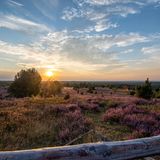 Heideblüte in der Lüneburger Heide bei Sonnenuntergang