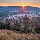 Der Totengrund in der Lüneburger Heide während der Heideblüte bei Sonnenaufgang und Nebel