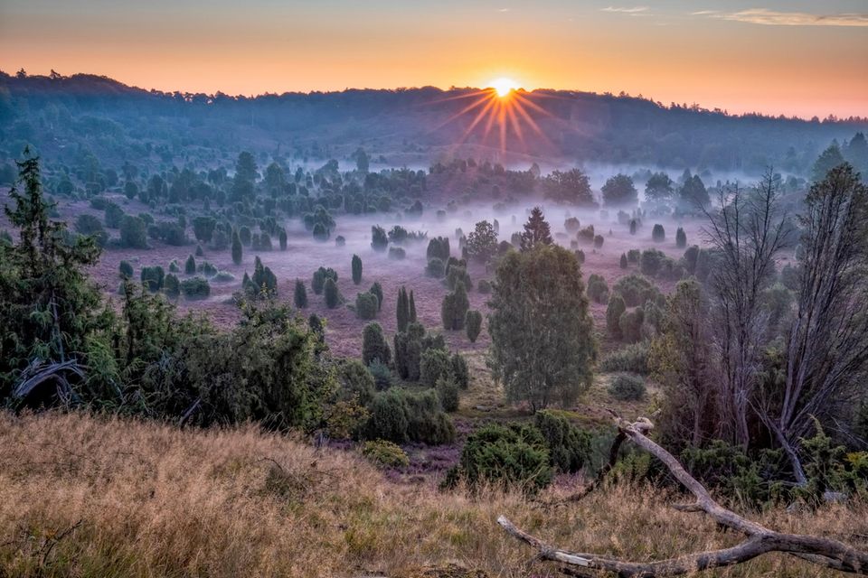 Der Totengrund in der Lüneburger Heide während der Heideblüte bei Sonnenaufgang und Nebel  1.5004