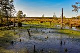 Pietzmoor in der Lüneburger Heide bei Scheverdingen