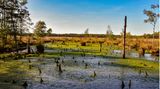 Pietzmoor in der Lüneburger Heide bei Scheverdingen