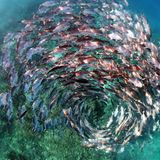 Schwarm Stachelmakrelen in einer Spiralformation