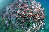 Schwarm Stachelmakrelen in einer Spiralformation