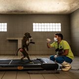 Affe mit Forscher in einer Untersuchung zur Fortbewegung