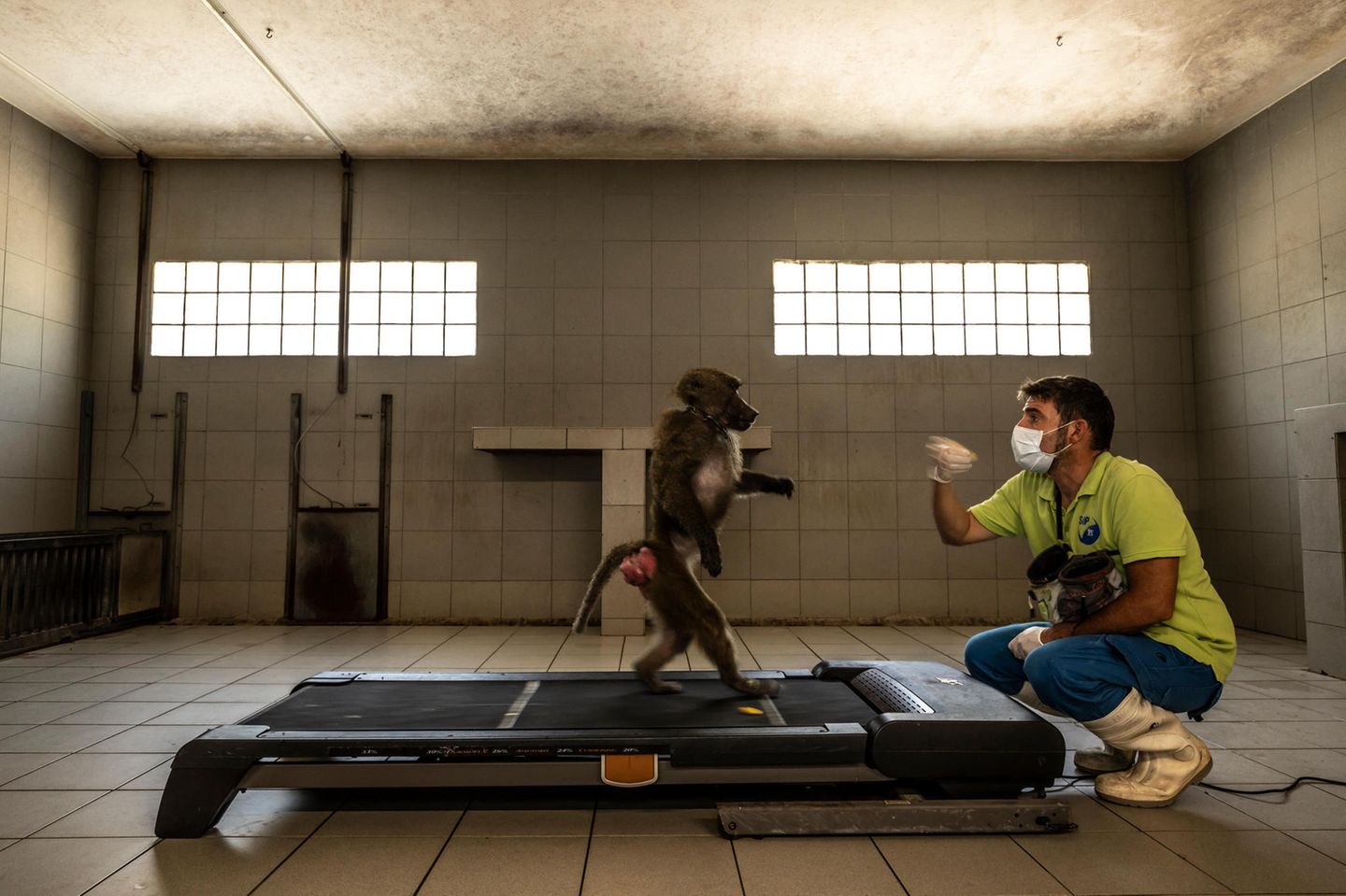 Affe mit Forscher in einer Untersuchung zur Fortbewegung Affe mit Forscher in einer Untersuchung zur Fortbewegung