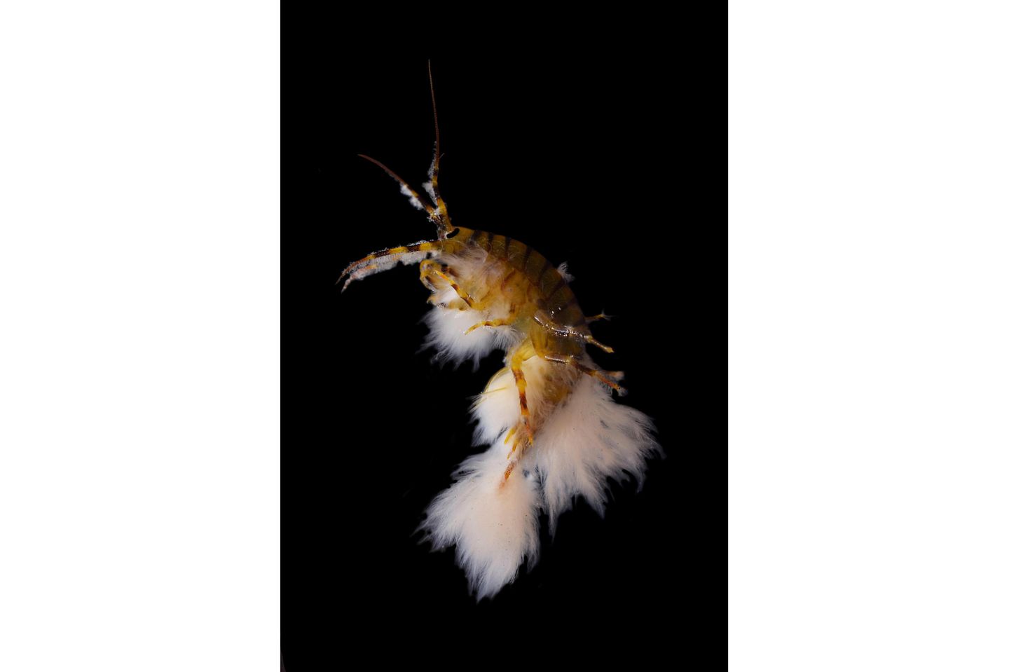 Krebstierart, die an einer parasitären Ciliatinfektion leidet Krebstierart, die an einer parasitären Ciliatinfektion leidet