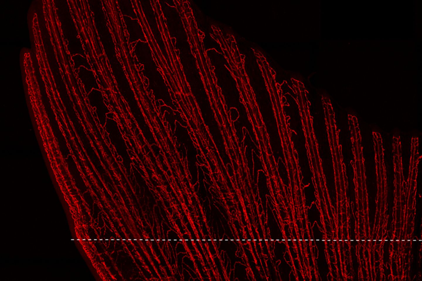 Schwanzflosse eines Zebrafisches im Experiment