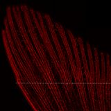 Schwanzflosse eines Zebrafisches im Experiment