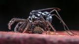 "The Hunter" stellt eine Wespe und ihre Beute, eine Spinne, in Tiputini, Ecuador, dar. Das Bild wurde zum besten Bild für "Behavioural Ecology" (Verhaltensökologie) gewählt.