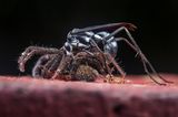 "The Hunter" stellt eine Wespe und ihre Beute, eine Spinne, in Tiputini, Ecuador, dar. Das Bild wurde zum besten Bild für "Behavioural Ecology" (Verhaltensökologie) gewählt.