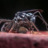 "The Hunter" stellt eine Wespe und ihre Beute, eine Spinne, in Tiputini, Ecuador, dar. Das Bild wurde zum besten Bild für "Behavioural Ecology" (Verhaltensökologie) gewählt.