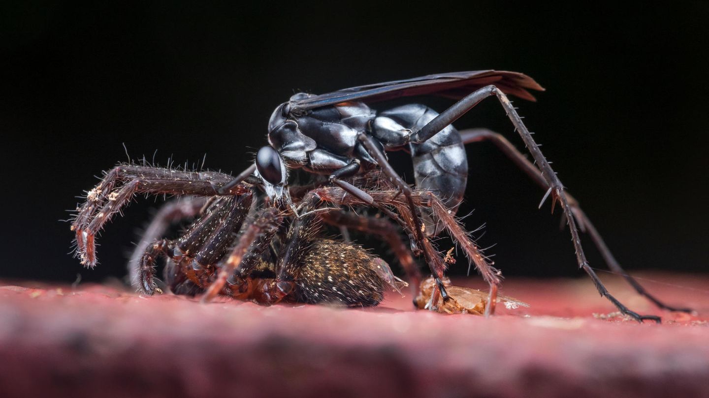 "The Hunter" stellt eine Wespe und ihre Beute, eine Spinne, in Tiputini, Ecuador, dar. Das Bild wurde zum besten Bild für "Behavioural Ecology" (Verhaltensökologie) gewählt.