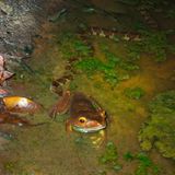 Eine Schlange folgt einem Frosch