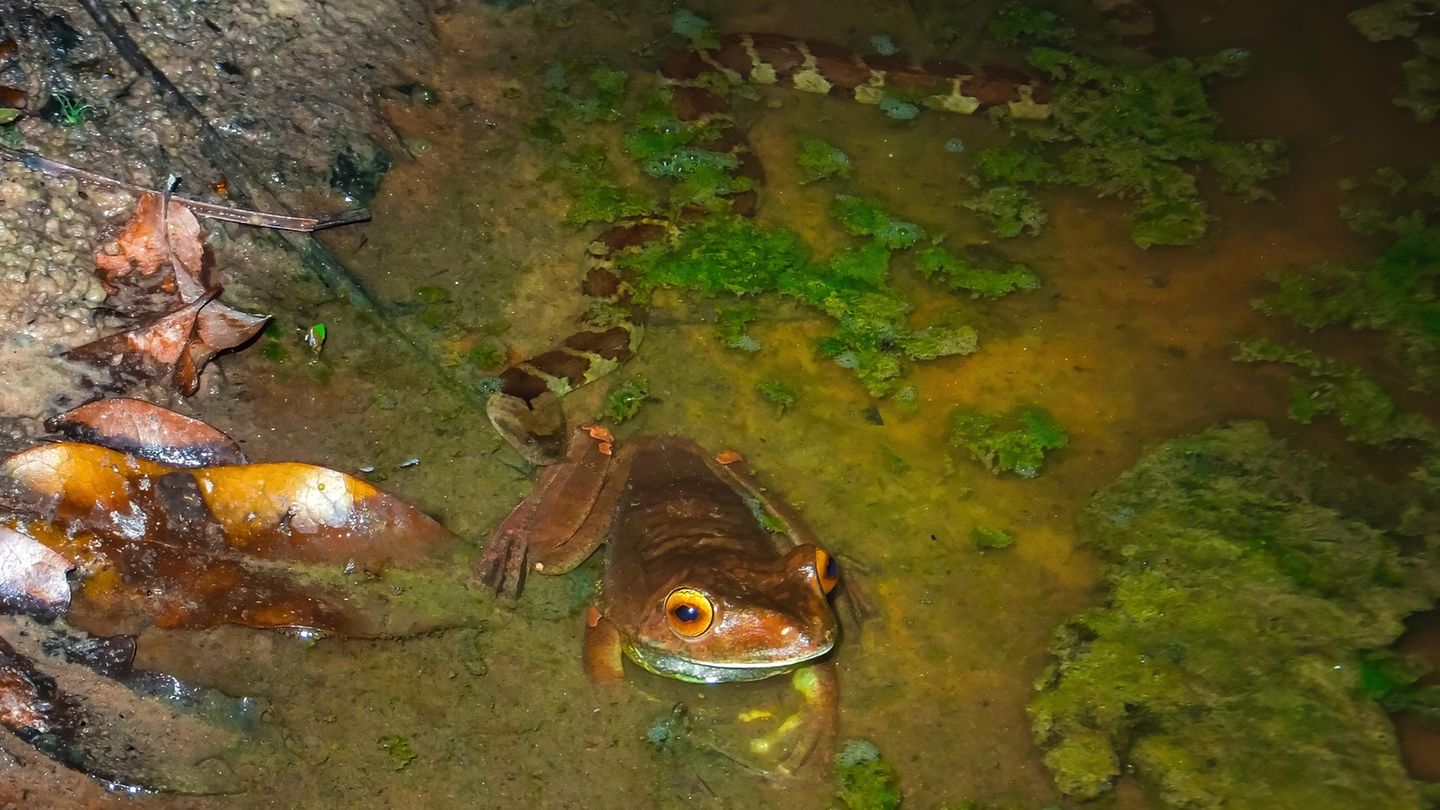 Eine Schlange folgt einem Frosch