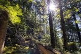 Frau wandert auf einem umgestürzten Baum im Wald bei Squamish