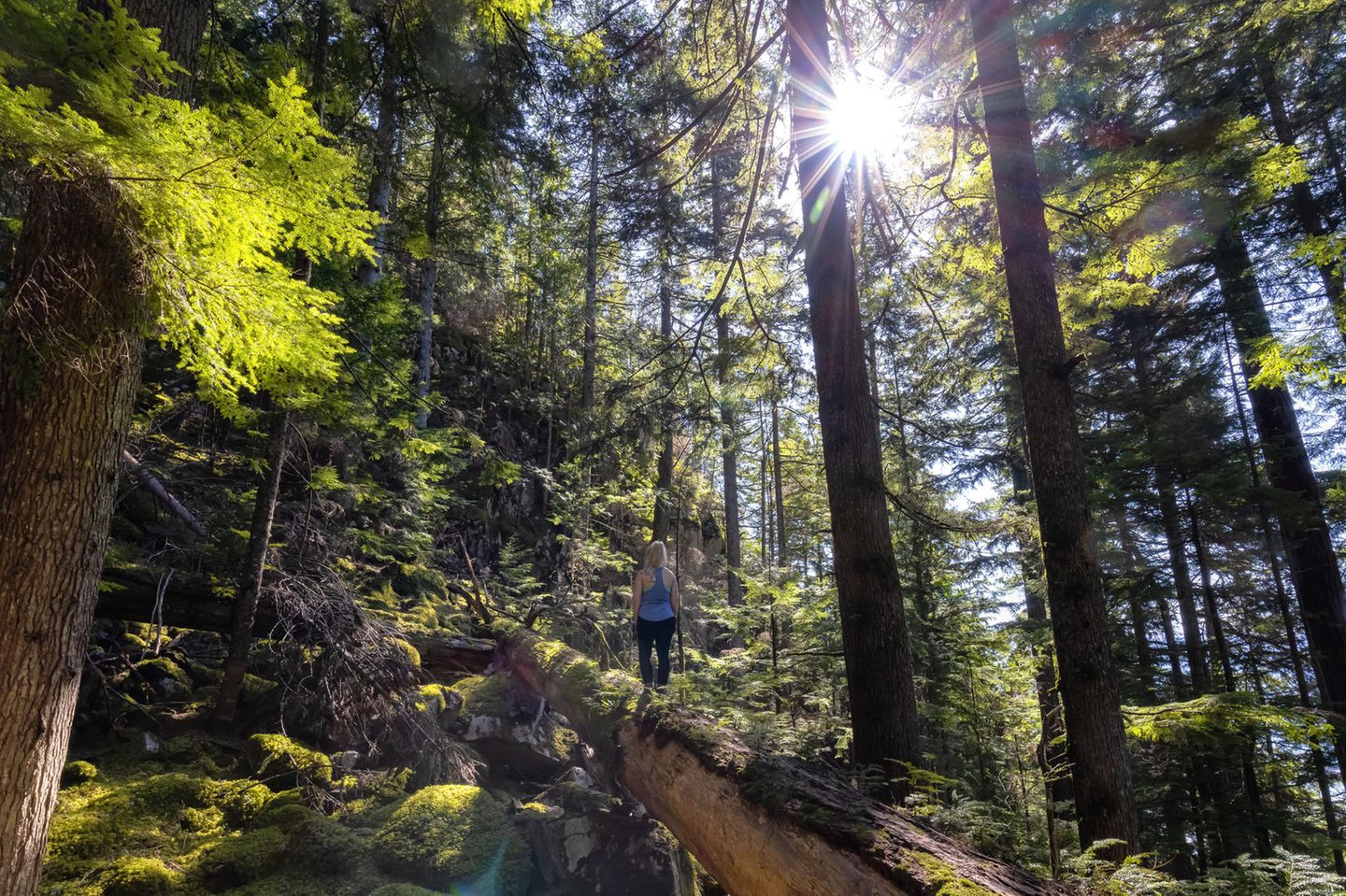 Squamishs Natur erwandern Frau wandert auf einem umgestürzten Baum im Wald bei Squamish