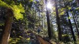 Frau wandert auf einem umgestürzten Baum im Wald bei Squamish