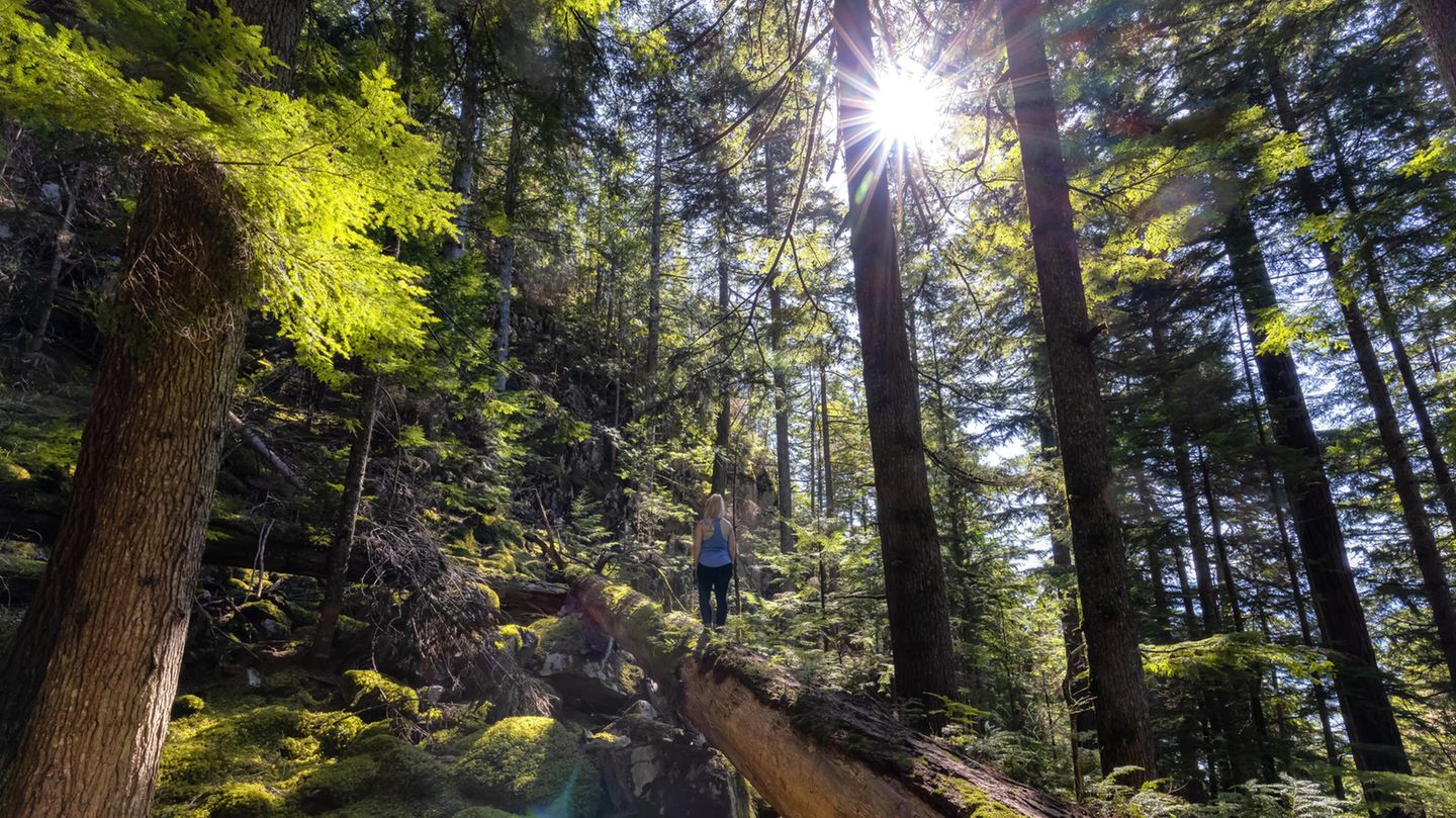 Frau wandert auf einem umgestürzten Baum im Wald bei Squamish