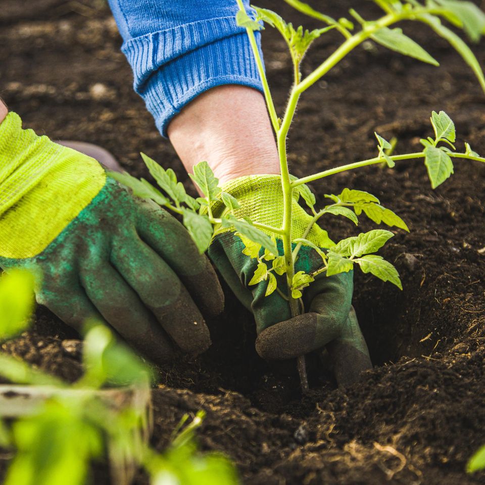 Frau mit Handschuhen pflanzt eine Tomatenpflanze ins Gemüsebeet