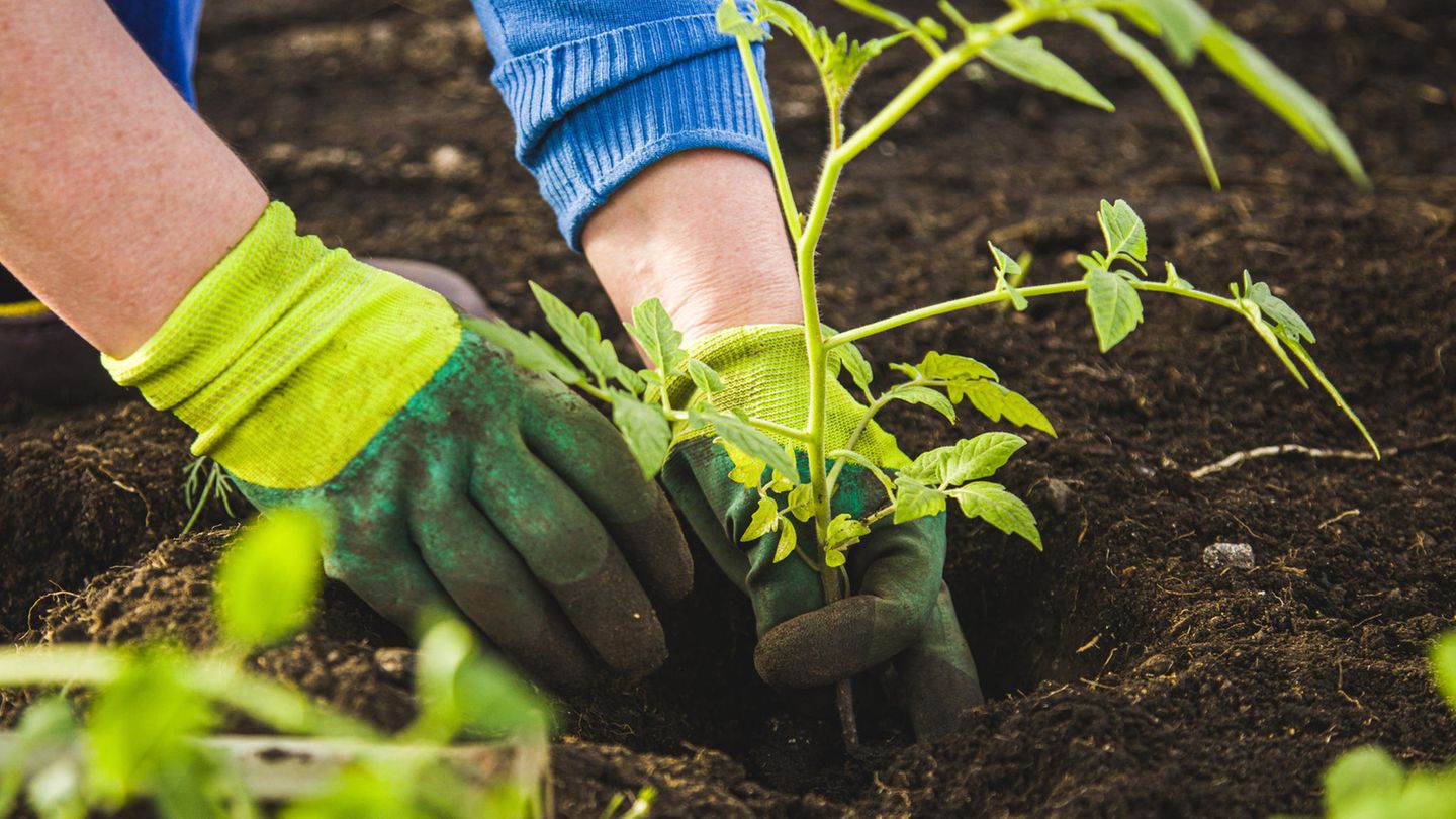 Frau mit Handschuhen pflanzt eine Tomatenpflanze ins Gemüsebeet