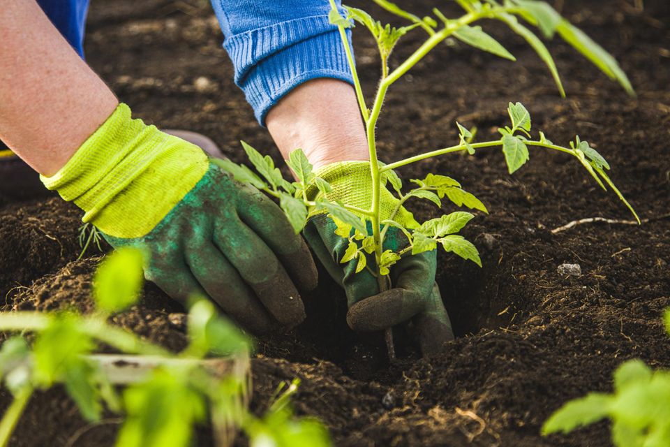Frau mit Handschuhen pflanzt eine Tomatenpflanze ins Gemüsebeet