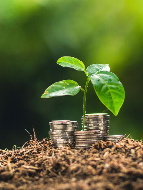 Finanzen: Nachhaltig Geld anlegen: So gelingt Rendite mit gutem Gewissen