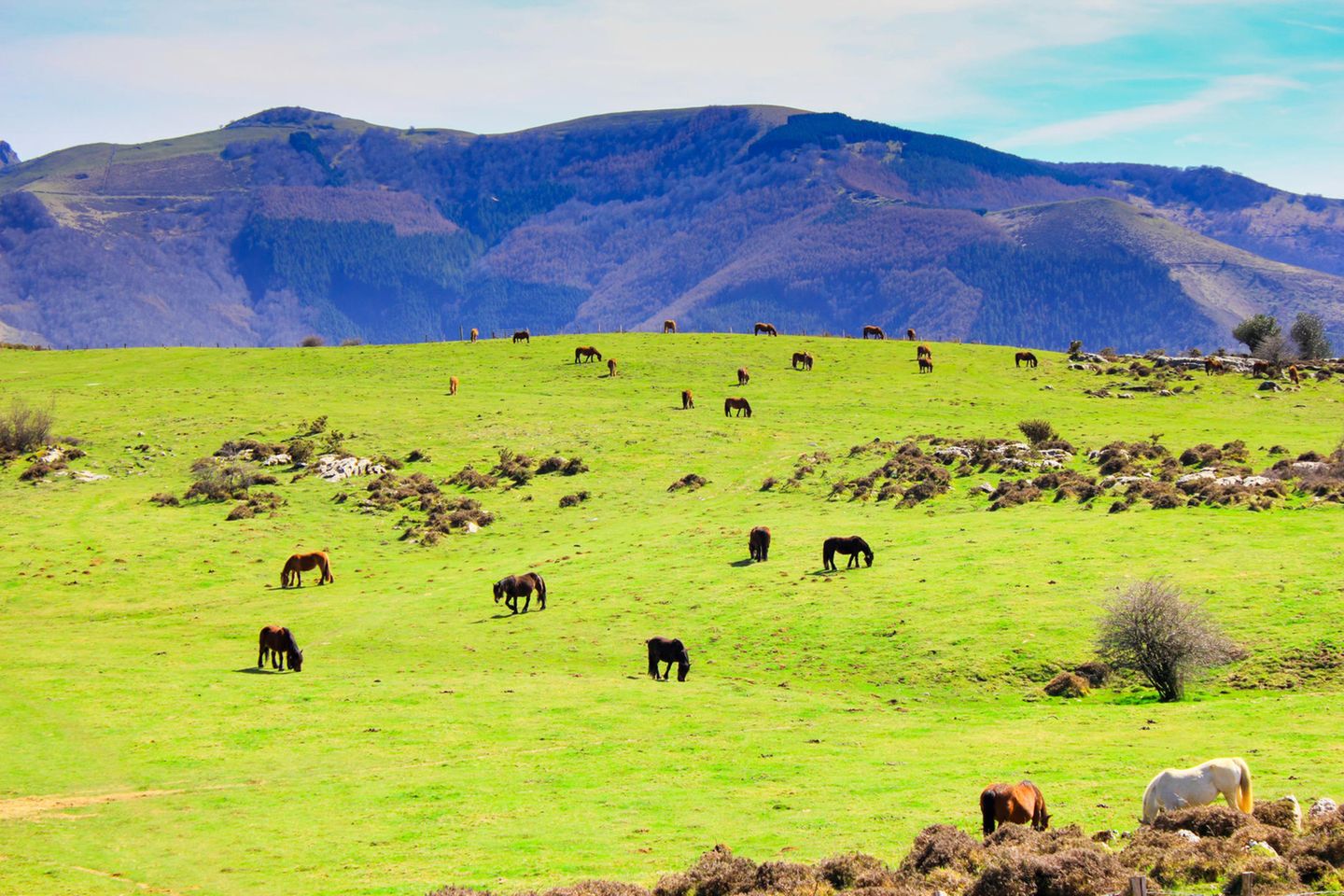 Naturpark Pagoeta Pferde grasen im Naturpark Pagoeta