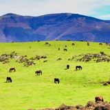 Pferde grasen im Naturpark Pagoeta