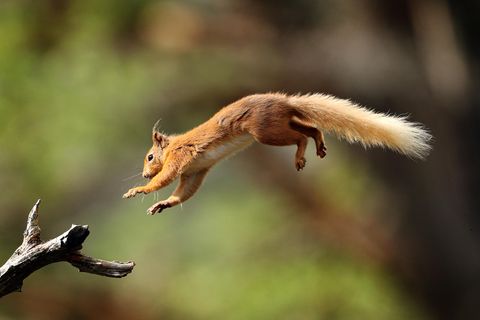 Eichhörnchen springt auf einen Ast