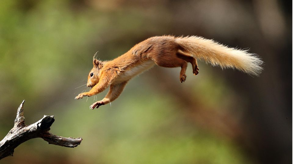 Eichhörnchen springt auf einen Ast Eichhörnchen springt auf einen Ast