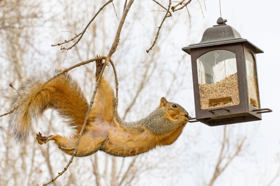 Akrobatisches Eichhörnchen am Vogelfutter-Haus Akrobatisches Eichhörnchen am Vogelfutter-Haus