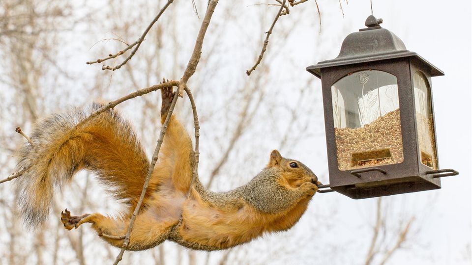 Akrobatisches Eichhörnchen am Vogelfutter-Haus Akrobatisches Eichhörnchen am Vogelfutter-Haus