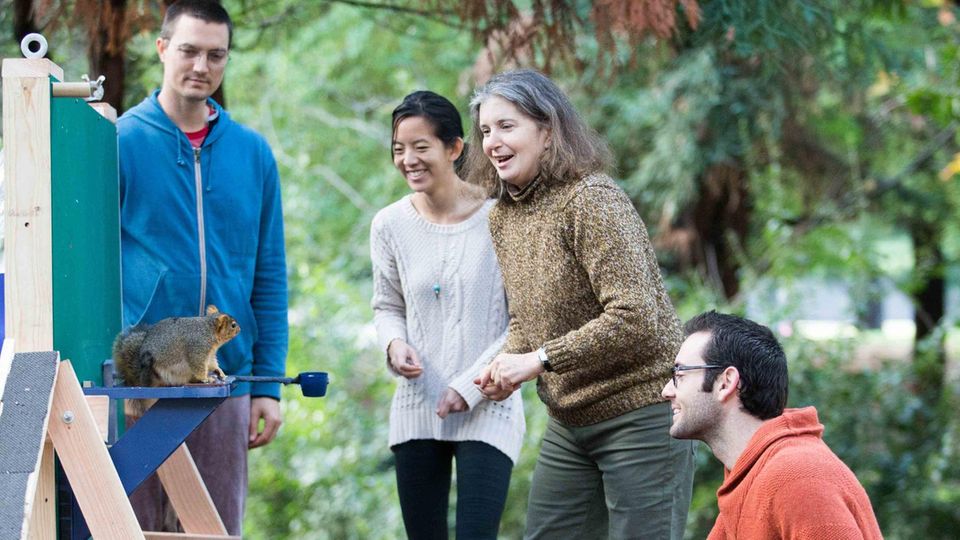 Forschung: Mitglieder der Forschungsgruppe der Universität von Kalifornien am Hindernisparcours mit einem wilden Fuchshörnchen Mitglieder der Forschungsgruppe der Universität von Kalifornien am Hindernisparcours mit einem wilden Fuchshörnchen