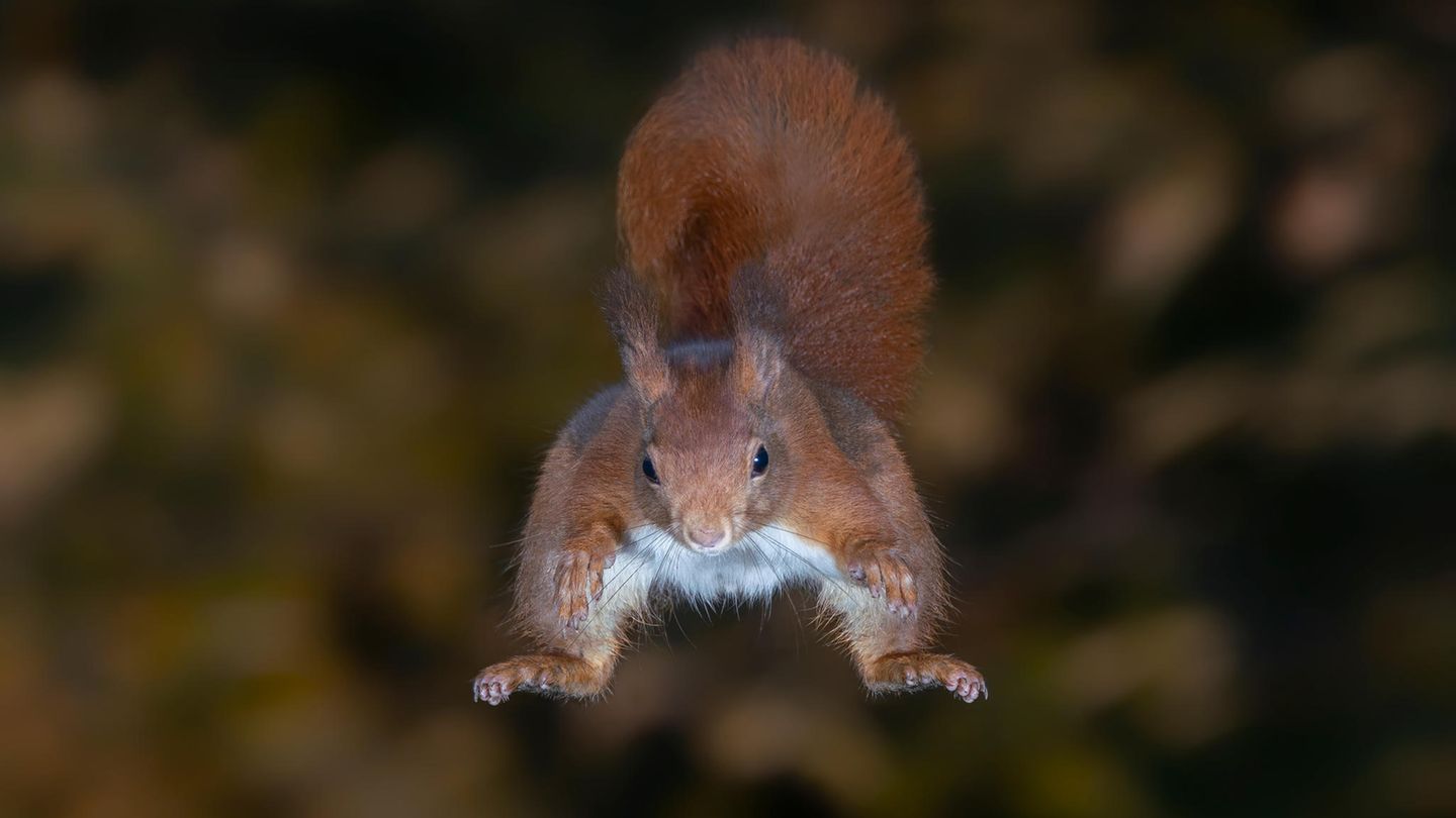 Eichhörnchen beim Sprung in der Luft