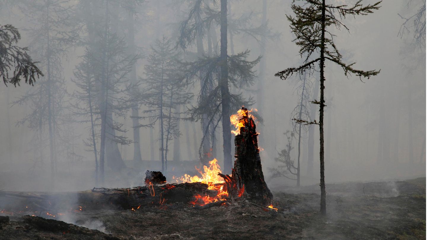Reste eines Baumes brennen in Russland
