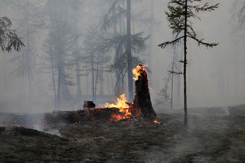 Reste eines Baumes brennen in Russland