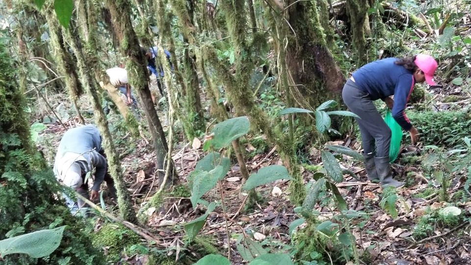 Der Samen für die heimischen Baumarten wird in nahen Waldgebieten gesammelt