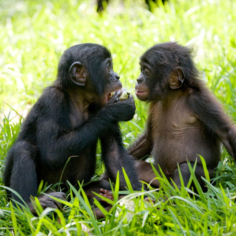 Hallo erst mal: Junge Bonobos in der Rettungsstation Lola ya Bonobo, Demokratische Republik Kongo